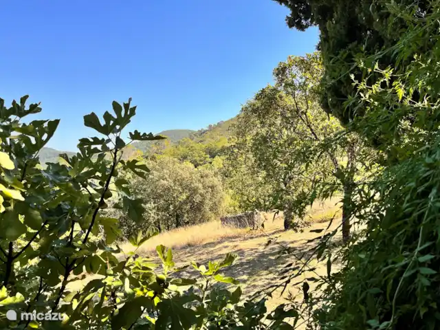 Location de Vacances France, Gard, Molières-sur-Cèze, appartement - La chambre bleue Cueillir des figues à la fenêtre de la Chambre Bleue.