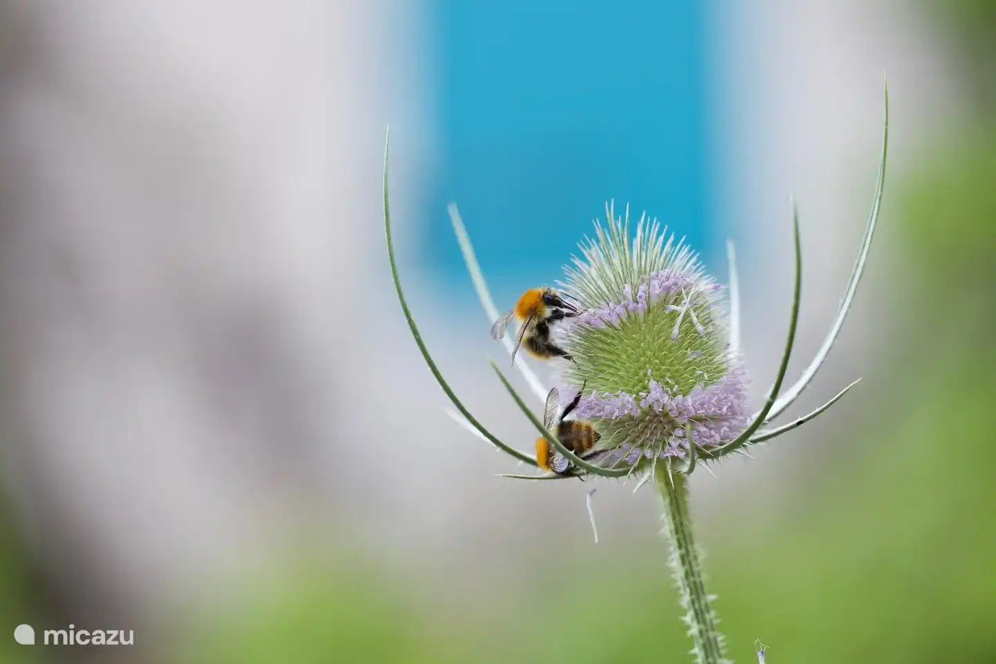 Bijen zijn dol op de kaardebol.