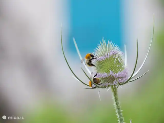Location de Vacances France, Gard, Molières-sur-Cèze, appartement - L'auditorium Les abeilles aiment la cardère.