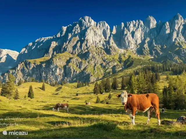 Location de Vacances Autriche, Salzburgerland, Muhlbach, appartement - Hochkönig Ferien Profitez au pied du Hochkönig.
