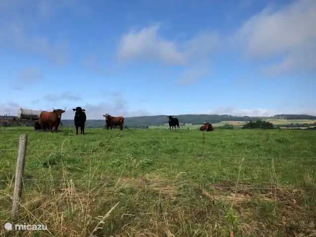 Location de Vacances Allemagne, Eifel, Meisburg, maison de vacances - Hopfi Husli Belle nature!