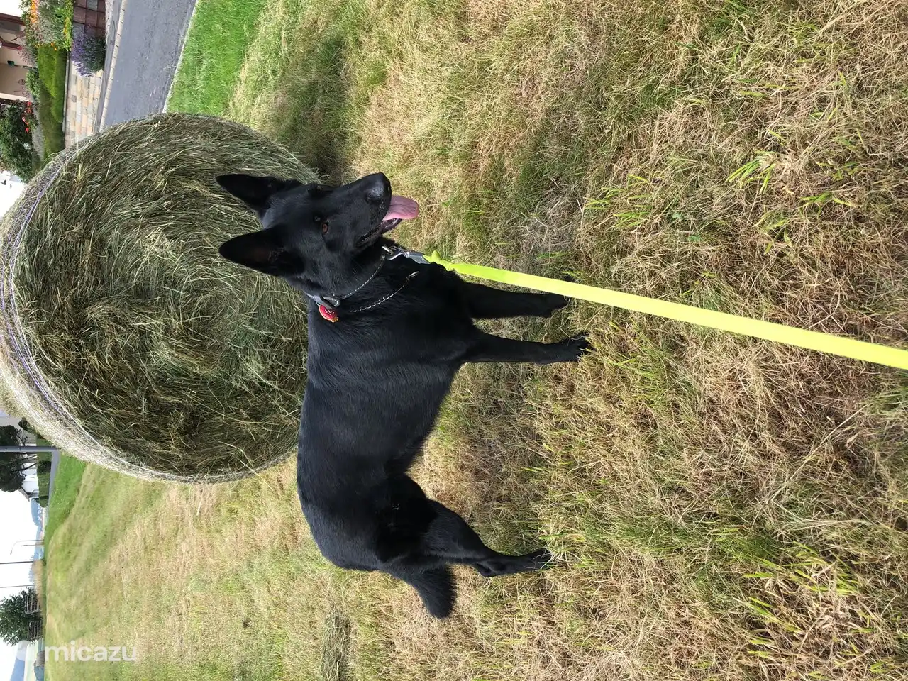 Marcher avec Blanka, les chiens adorent ça. De Hopfi, vous descendez la rue des deux côtés et vous êtes en pleine nature !.
