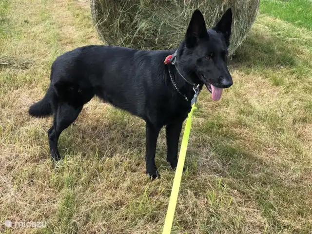 Location de Vacances Allemagne, Eifel, Meisburg, maison de vacances - Hopfi Husli Marcher avec Blanka, les chiens adorent ça. De Hopfi, vous descendez la rue des deux côtés et vous êtes en pleine nature !.