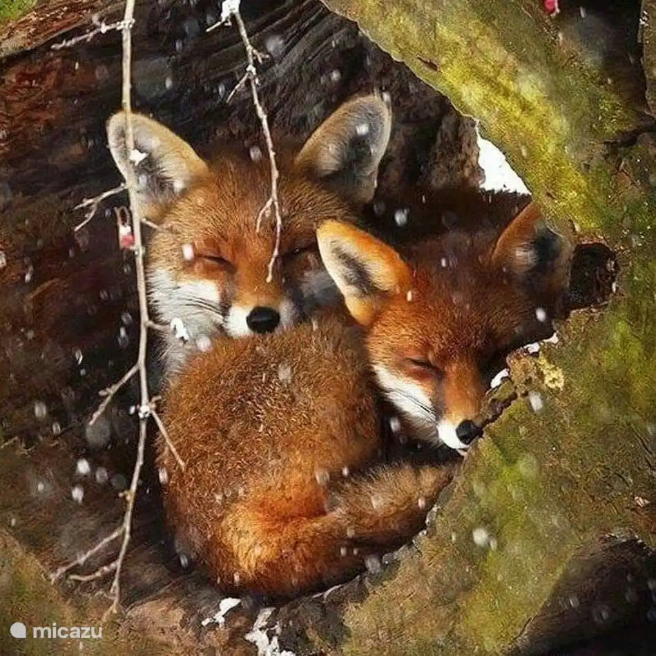 La nature est belle ! Repérer un renard ? Cela peut facilement être fait ici lors d'une promenade