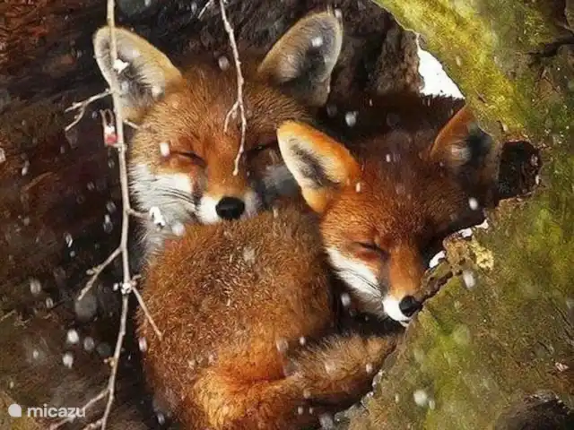 Location de Vacances Allemagne, Eifel, Meisburg, maison de vacances - Hopfi Husli La nature est belle ! Repérer un renard ? Cela peut facilement être fait ici lors d'une promenade