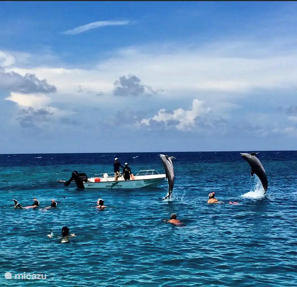Aunque el espectáculo oficial de delfines es en Seaquarium, a menudo vienen por la mañana con un bote y dejan que los delfines naden libremente en el océano. A menudo hacen algunos trucos en la playa de Jan-Thiel.