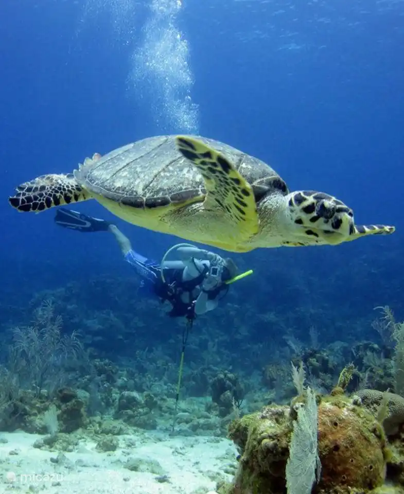 Quizás puedas descubrir lo mejor de la isla bajo el agua mientras practicas esnórquel o buceo.