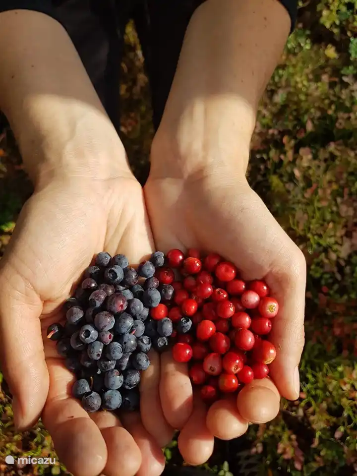 fresh from the forest!