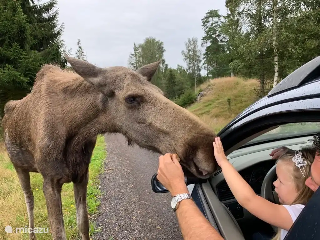 moose safari at Markaryd