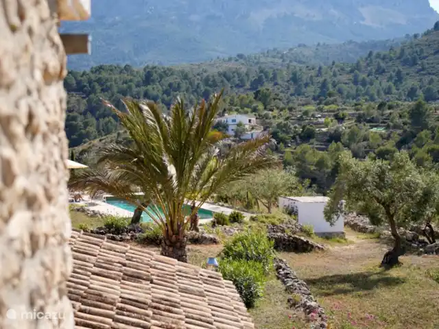 Casa Grilló en España, Costa Blanca, Lliber - finca Una vista con una de las palmeras datileras a la vista