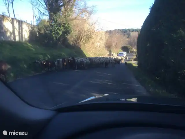 Casa 'Stokhorst' en Francia, Var, Salernes  - villa El camino está bloqueado por un tiempo..