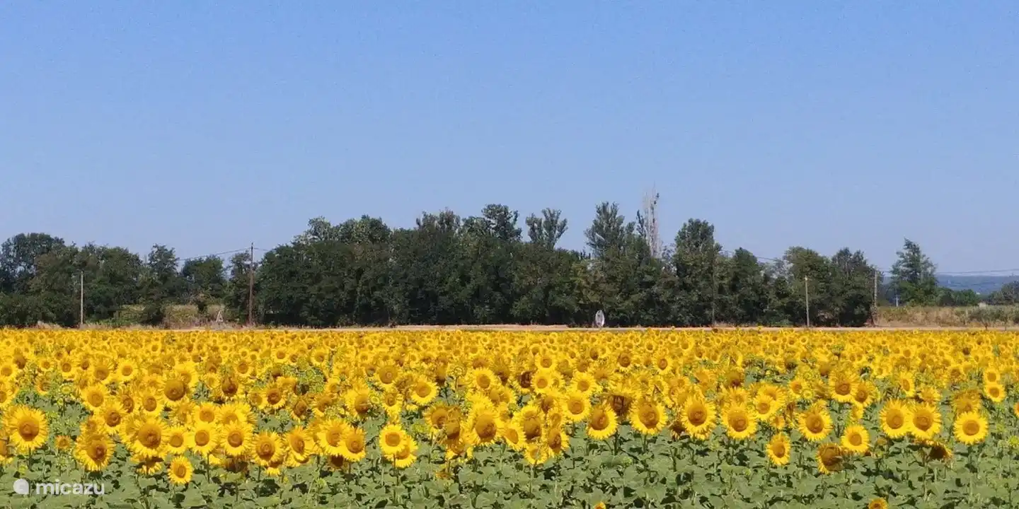 Sonnenblumenfelder: Sie werden Mitte März gesät und ab etwa Mitte August geerntet. Mitte Juli stehen sie in voller Blüte
