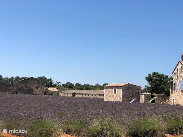 Eines der vielen Lavendelfelder in der Umgebung