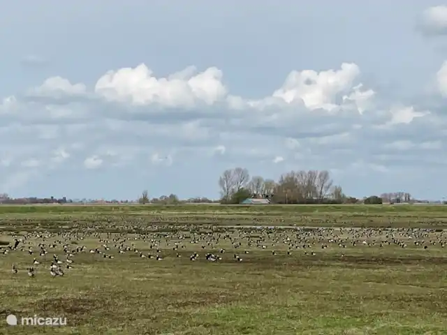 el pecador en Países Bajos, Frise, Sondel - casa vacacional Gansos en el Gaastmeer