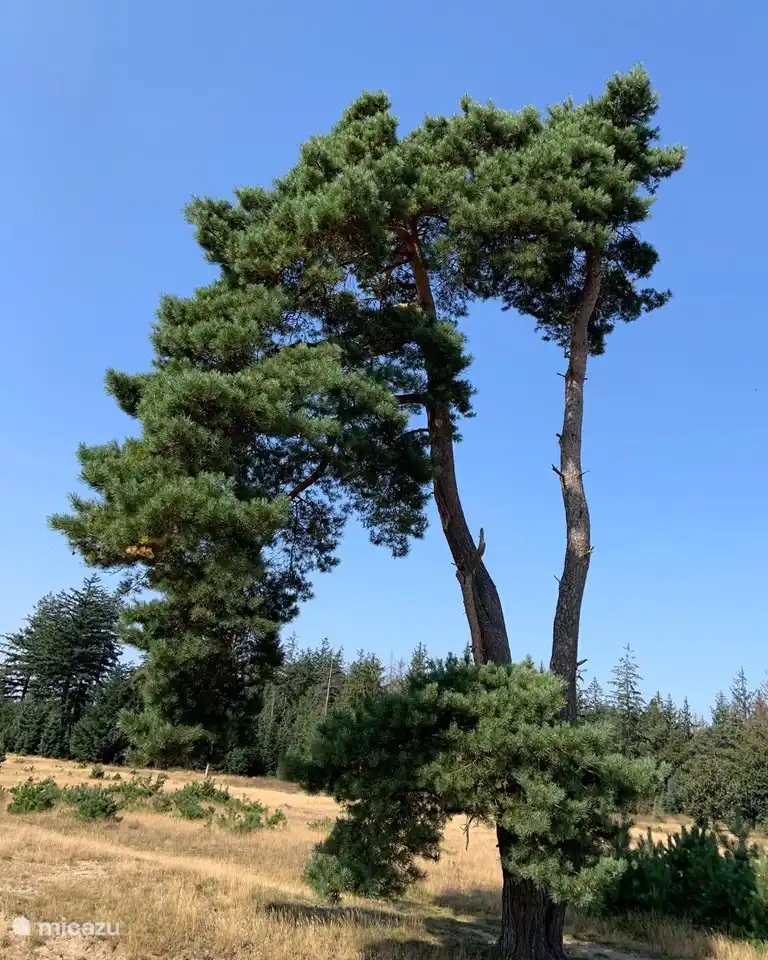 Natur in der Umgebung von Het Bosryck