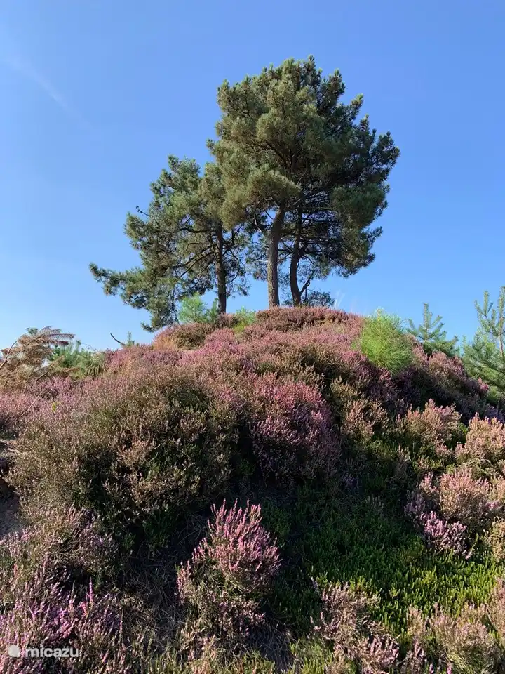 Natur in der Umgebung von Het Bosryck