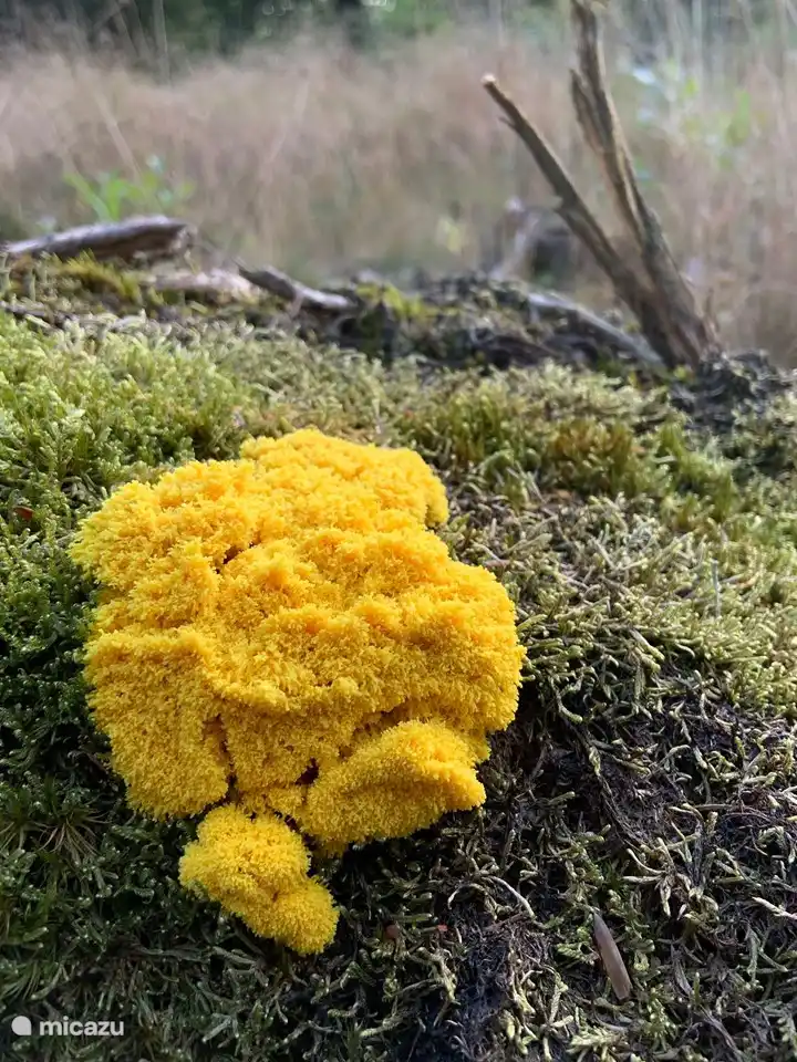 Natur in der Umgebung von Het Bosryck
