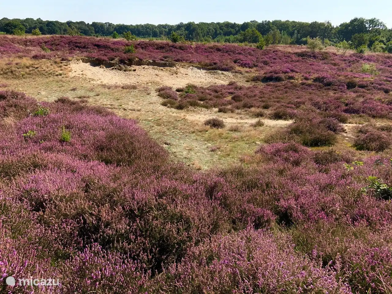 Natur in der Umgebung von Het Bosryck