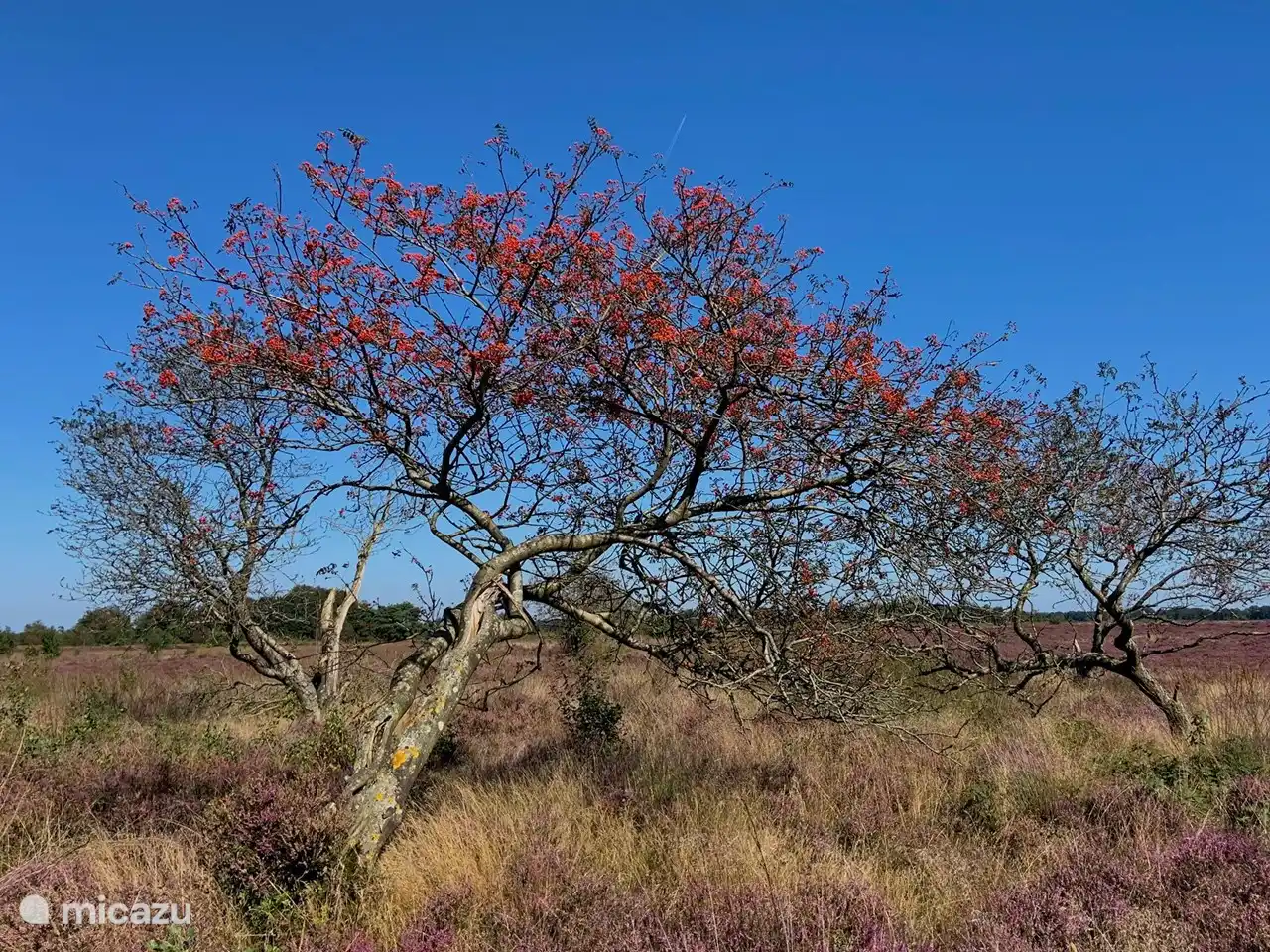 Natur in der Umgebung von Het Bosryck