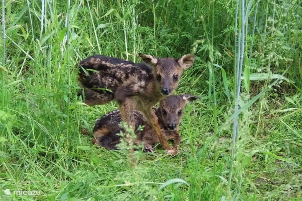 Begegnungen unterwegs in der Natur