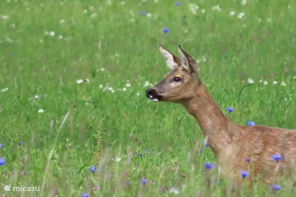 Begegnungen unterwegs in der Natur