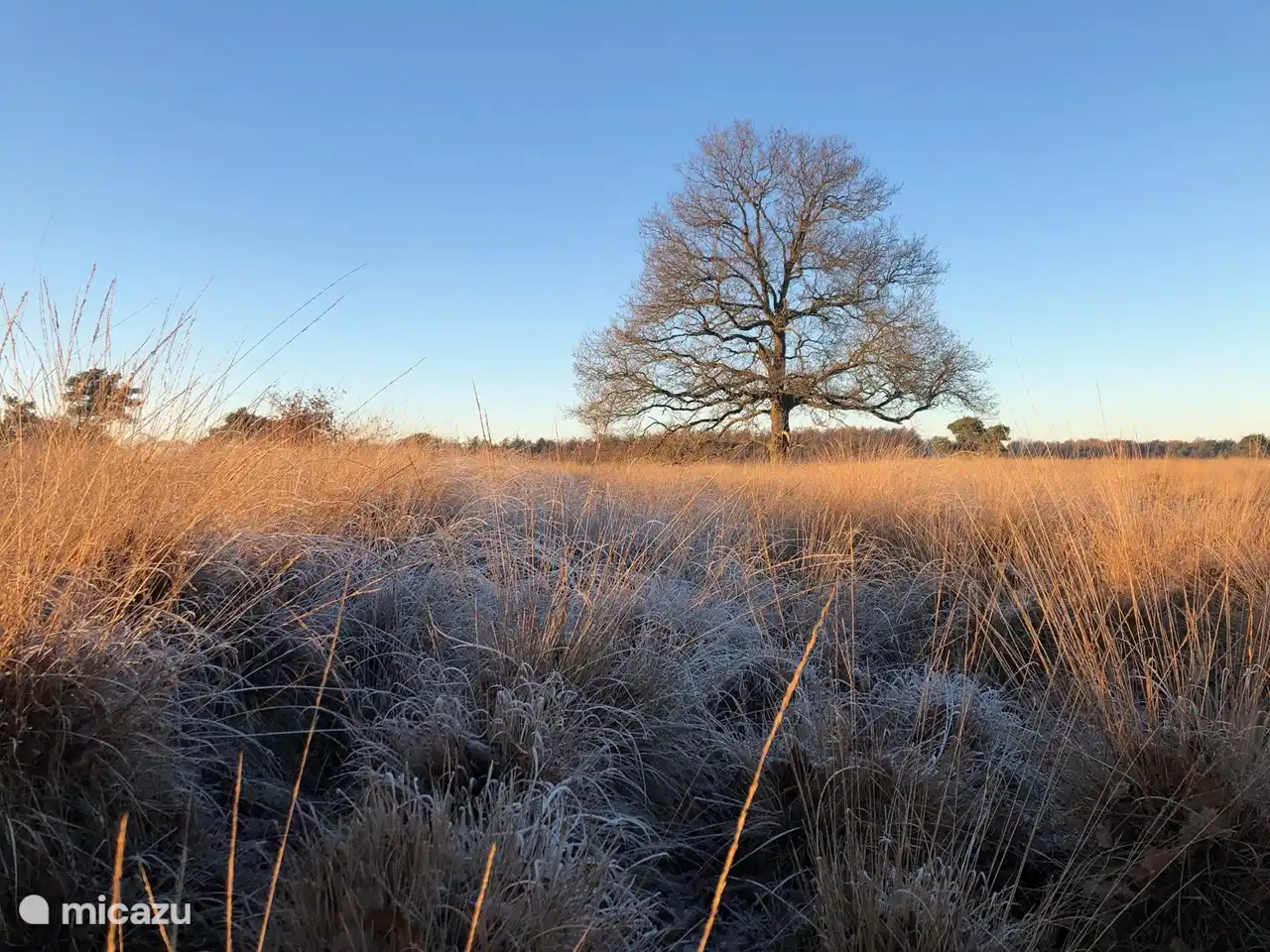 Natur in der Umgebung von Het Bosryck