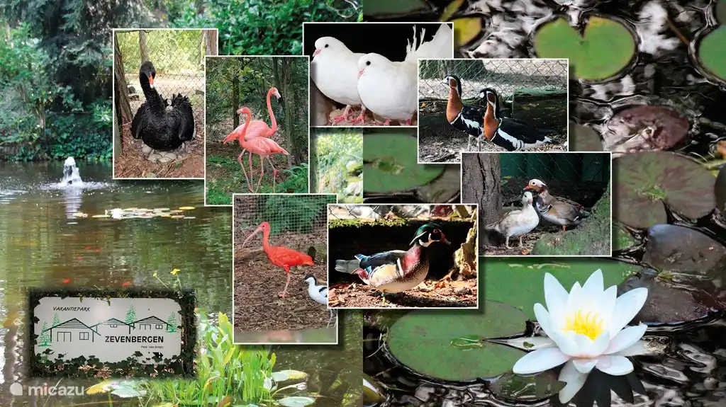 Im Park leben mehrere Tierarten 