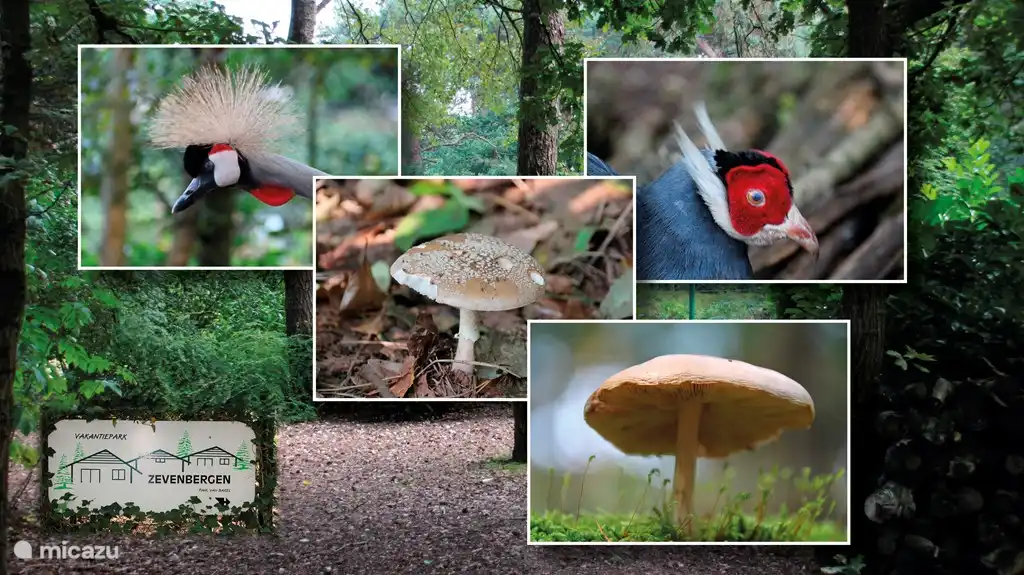 Verschiedene Tier- und Pflanzenarten, die im Park zu finden sind