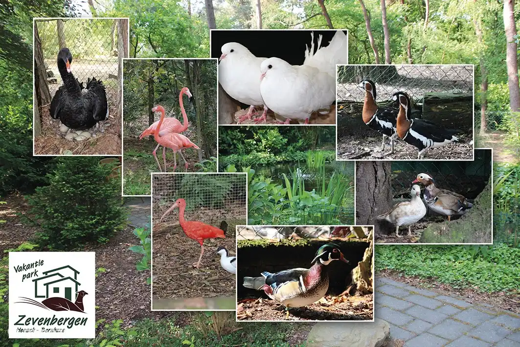 Im Park leben mehrere Tierarten 