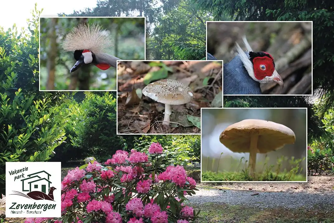 Various animal and plant species that can be found in the park