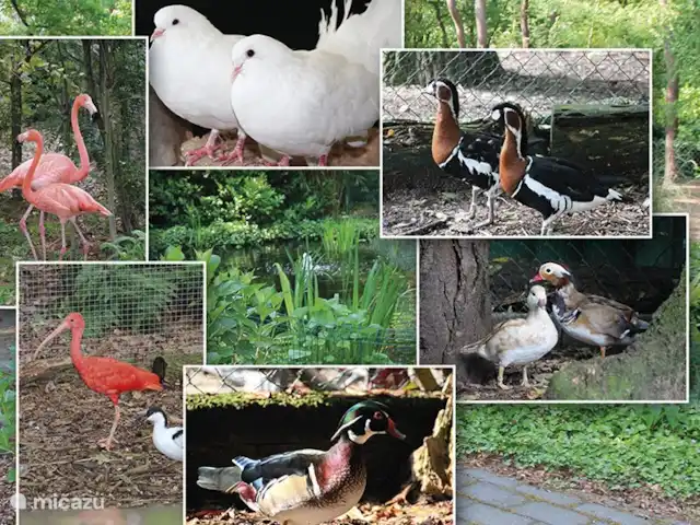 cisne mudo en Países Bajos, Barbante Septentrional, Heesch - bungaló Varias especies animales viven en el parque.