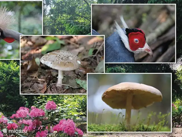 cisne mudo en Países Bajos, Barbante Septentrional, Heesch - bungaló Diversas especies animales y vegetales que se pueden encontrar en el parque.