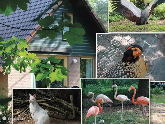 cisne mudo en Países Bajos, Barbante Septentrional, Heesch - bungaló Varias especies animales viven en el parque.