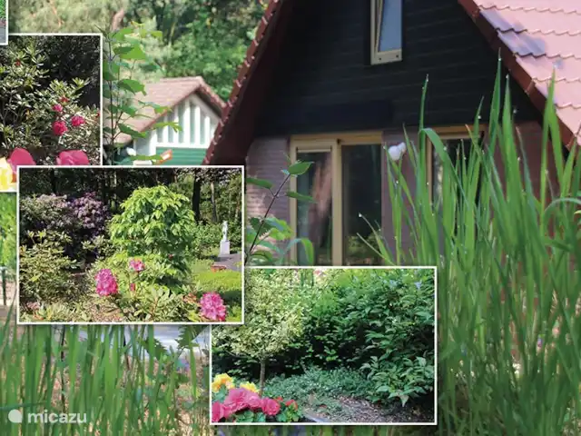 cisne mudo en Países Bajos, Barbante Septentrional, Heesch - bungaló foto combinada del parque