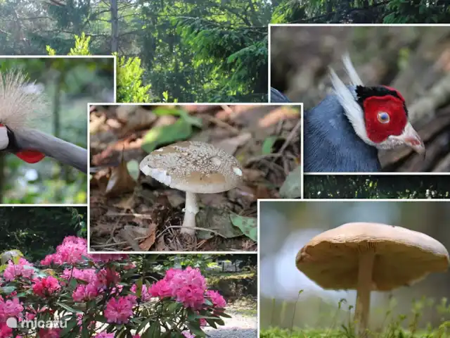 pavo real de Java en Países Bajos, Barbante Septentrional, Heesch - bungaló Diversas especies animales y vegetales que se pueden encontrar en el parque.