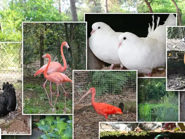 pavo real de Java en Países Bajos, Barbante Septentrional, Heesch - bungaló Varias especies animales viven en el parque.