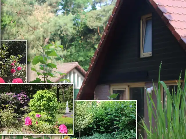 pavo real de Java en Países Bajos, Barbante Septentrional, Heesch - bungaló foto combinada del parque