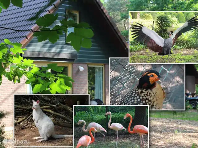 pavo real de Java en Países Bajos, Barbante Septentrional, Heesch - bungaló Varias especies animales viven en el parque.
