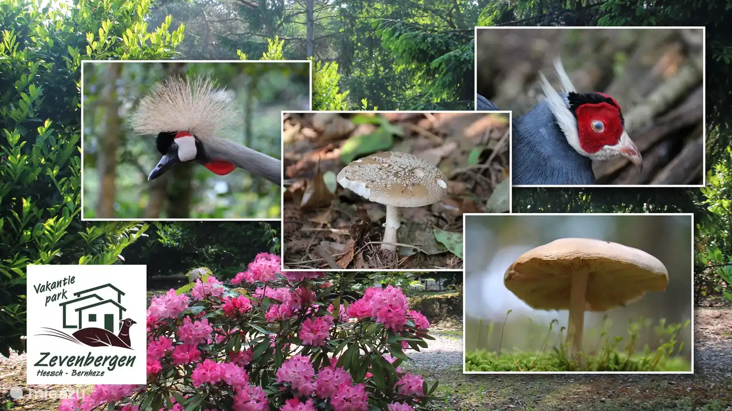 Verschiedene Tier- und Pflanzenarten, die im Park zu finden sind