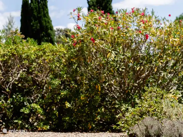 Villa Au Point d'Arrêt huren in Frankrijk, Aude, Pouzols-Minervois - villa