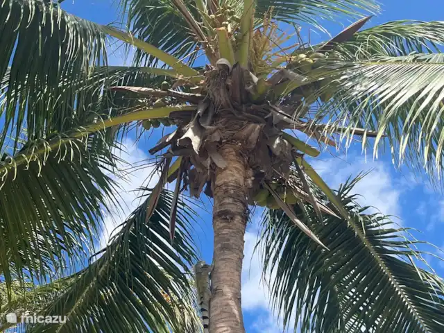 Kas di Goso | Curaçao, Banda Ariba (est), Jan Thiel - villa Iguane dans l’arbre