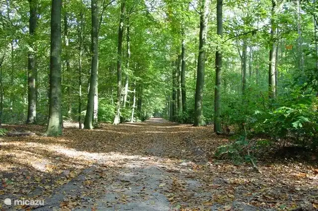 Sie gehen direkt vom Bungalow in den Wald.
