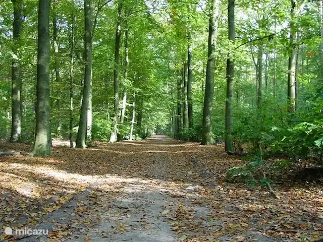 Coucou | Pays-Bas, Frise, Oudemirdum - bungalow Vous pouvez marcher directement du bungalow dans la forêt.