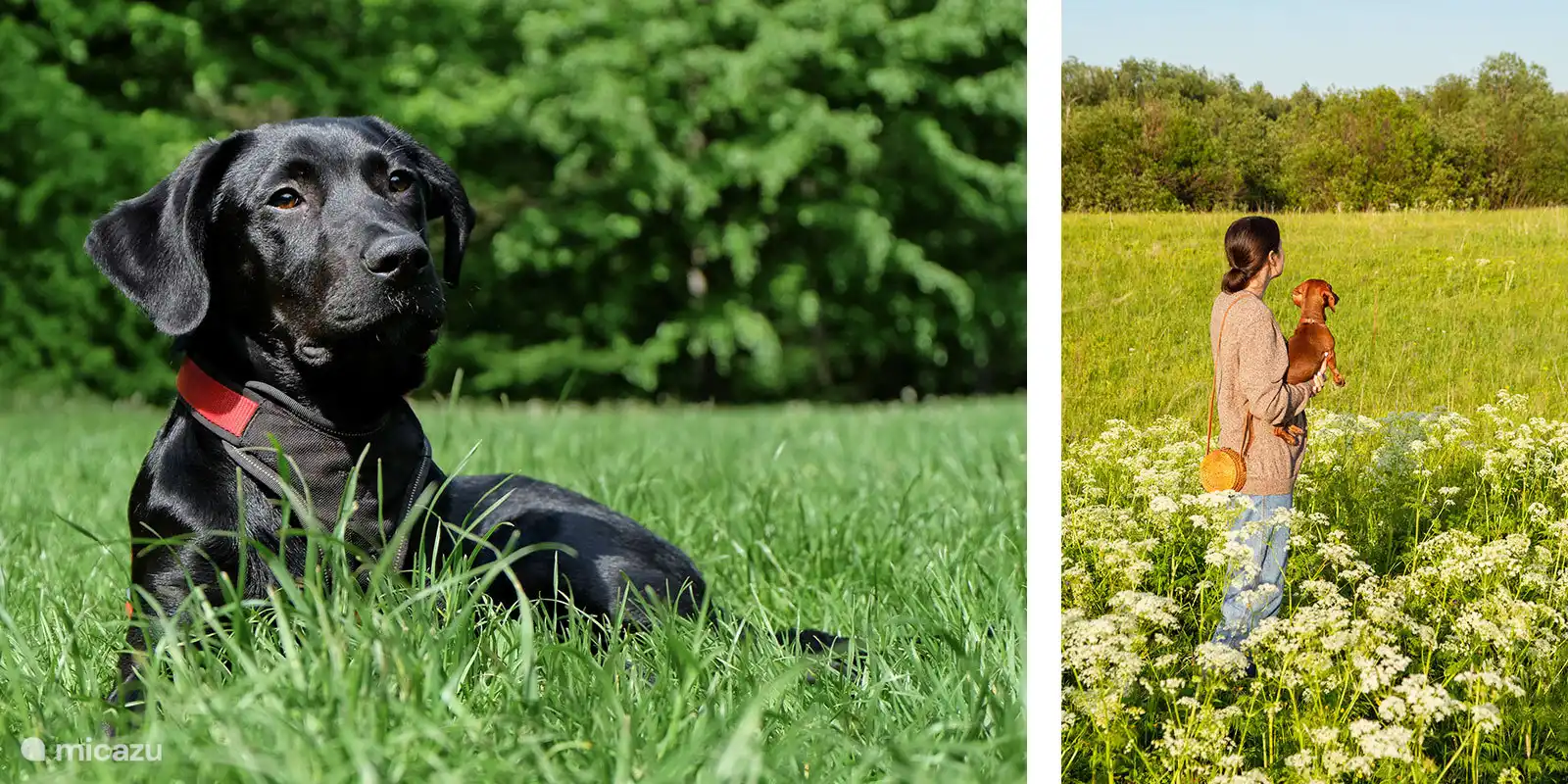 Ook viervoeters zijn welkom. Klein formaat ivm lastige trap voor grote honden