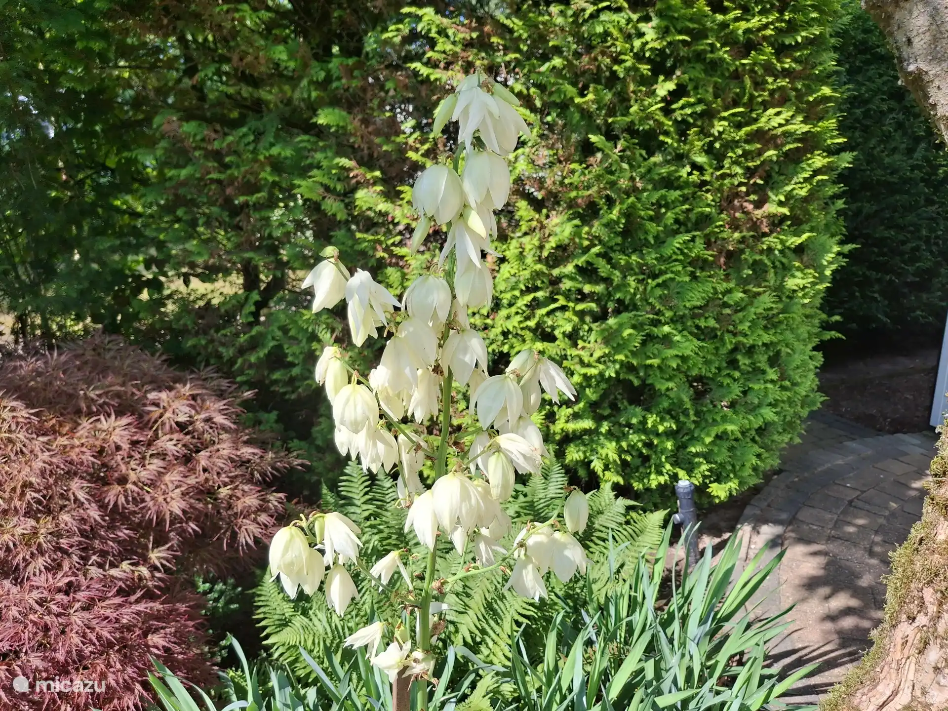 Beautiful garden with lilies at the chalet.