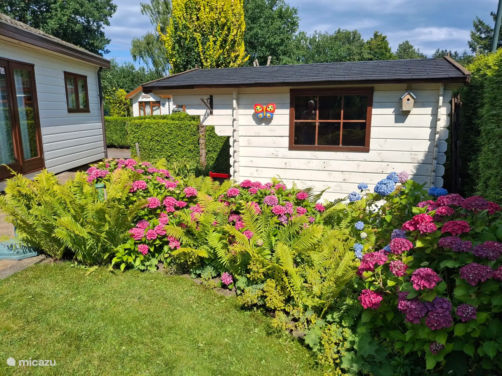 Beautiful hydrangeas at the chalet.