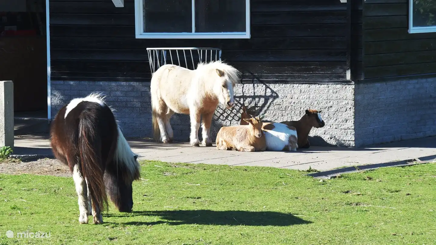 Diese süßen Tiere im Streichelzoo im Park.