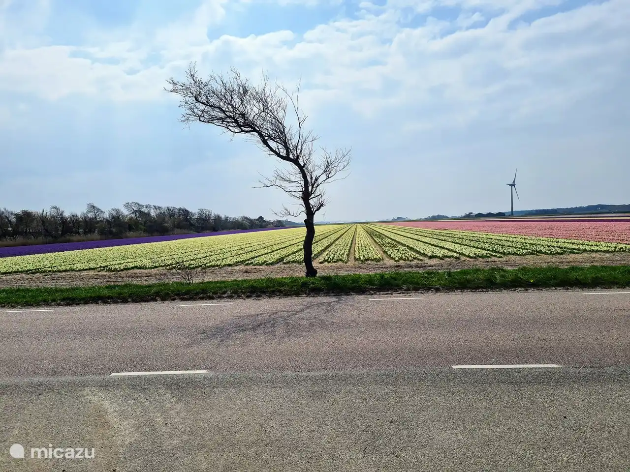 Küste, Wind und Tulpen – das ist Nordholland