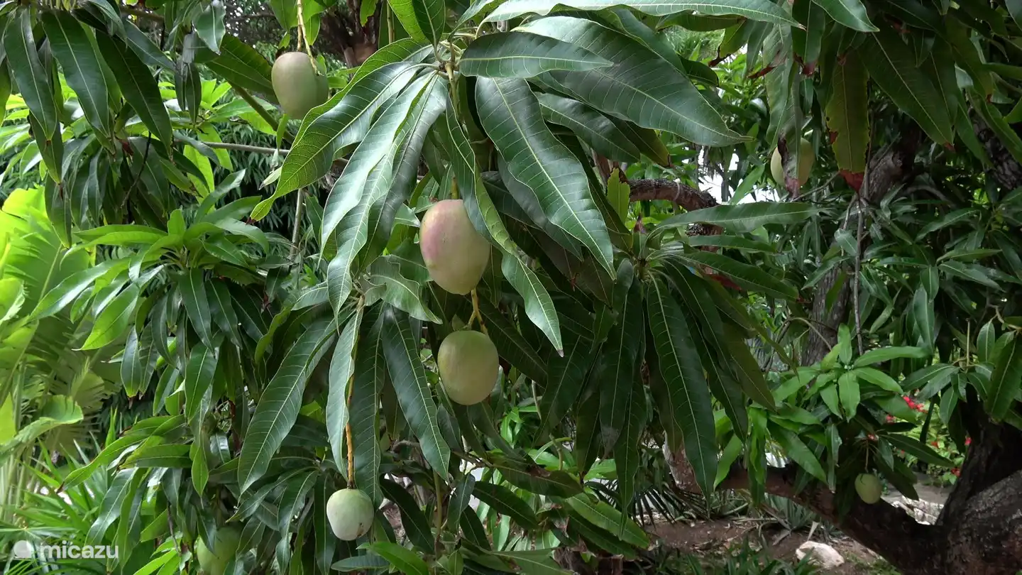 Manguier dans la cour.