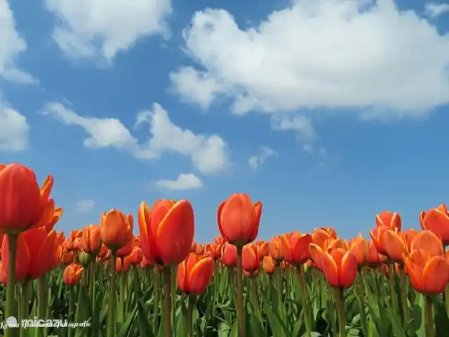 Perla de playa 110 Julianadorp aan Zee en Países Bajos, Holanda del Norte, Julianadorp aan Zee - bungaló Tulipanes